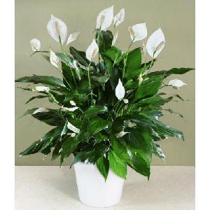 Spathiphyllum Peace Lily Plant
