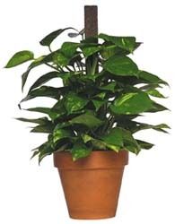 Philodendron Green Plant