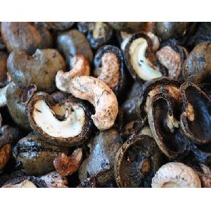 Cashew Nut Shell