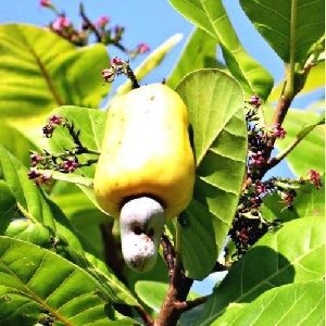Raw Cashew Nut