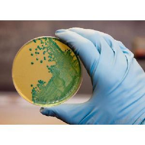 Agar Agar Bacteriological Grade