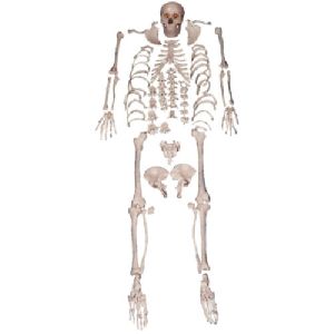 Disarticulated Human Skeleton Model