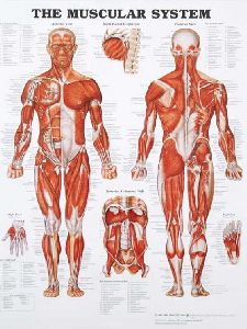 Human Anatomical Chart