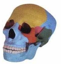 Human Colored Skull Model
