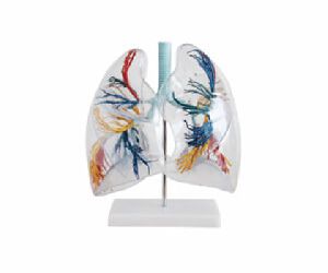 Human Lung Segment Model