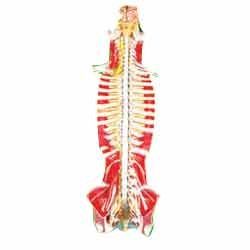 Human Spinal Cord Model