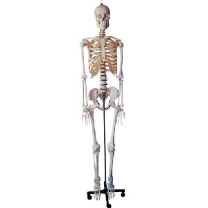Life Size Human Skeleton With Stand