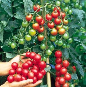 Tomato Seedling