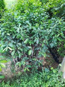 jamun plant