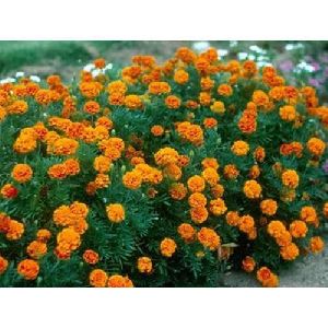 Marigold Plant