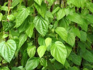 Betel Leaf Oil