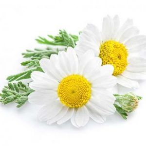 Chamomile Essential Oil