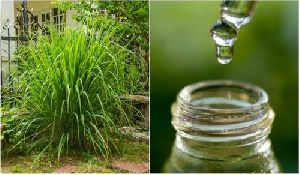 Citronella Oil