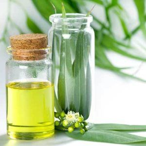 Eucalyptus Oil