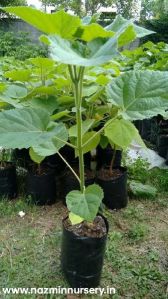 Paulownia Tomentosa Plants