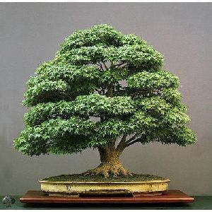 Bonsai Plant