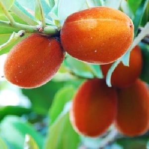 Butter Fruit Plant