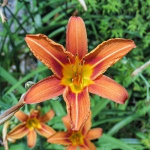 Orange Daylily