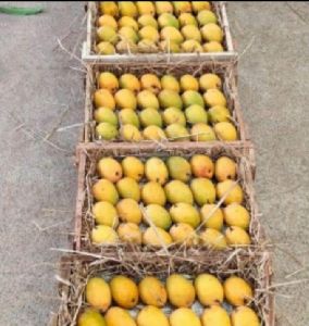 Ratnagiri Mango