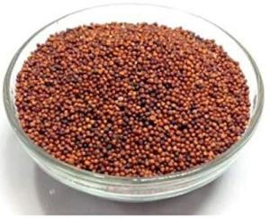 Tek Ragi Seeds 500g