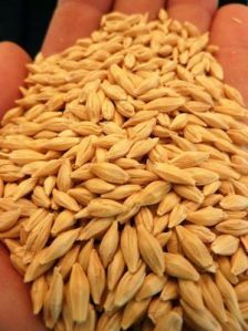 Malt Barley