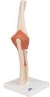 Human Elbow Joint Model