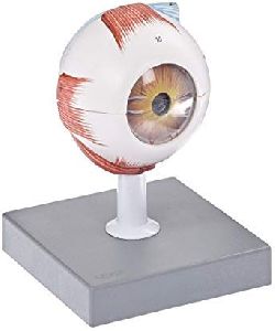 Human Eye Model