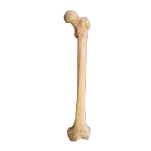 Human Femur Bone Model