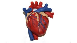 Human Heart Model