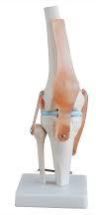 Human Knee Joint Model