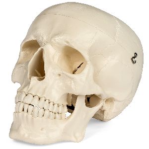 Human Skull Model