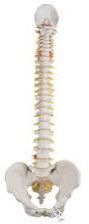 Human Spine Model