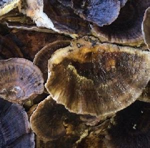 Dried Turkey Tail Mushroom