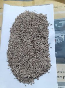 Cumin Seed