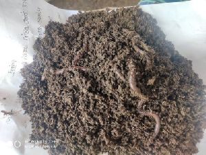 Organic Earthworm