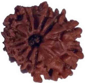 11 Mukhi 19.62 mm Natural Rudraksha