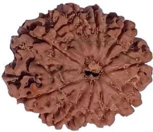 11 Mukhi 25.90 mm Natural Rudraksha