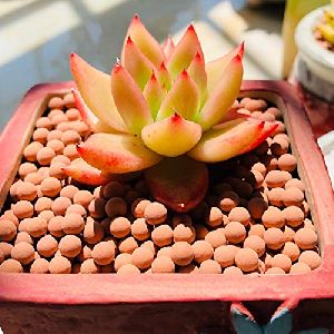 Clay Aggregate