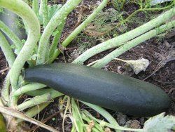 Black Beauty Squash Seeds