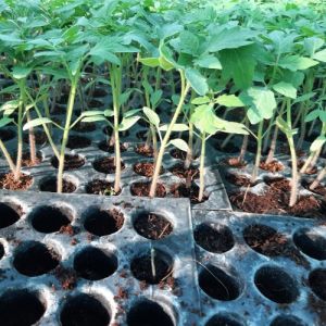 Tomato Seedlings