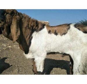 Totapuri Male Goat