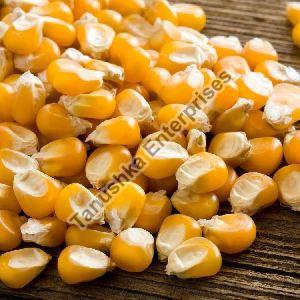 Maize Seeds