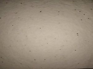 Plantable Seed Paper