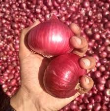 Onion