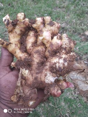 Fresh Ginger