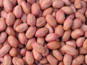 Bold Groundnuts