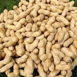 HPS Shelled Groundnuts