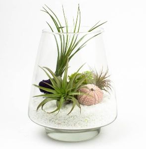 Terrarium glass pots
