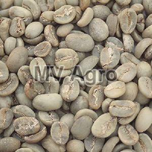 Arabica Plantation AA Green Coffee Beans