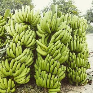 A Grade Robusta Banana
